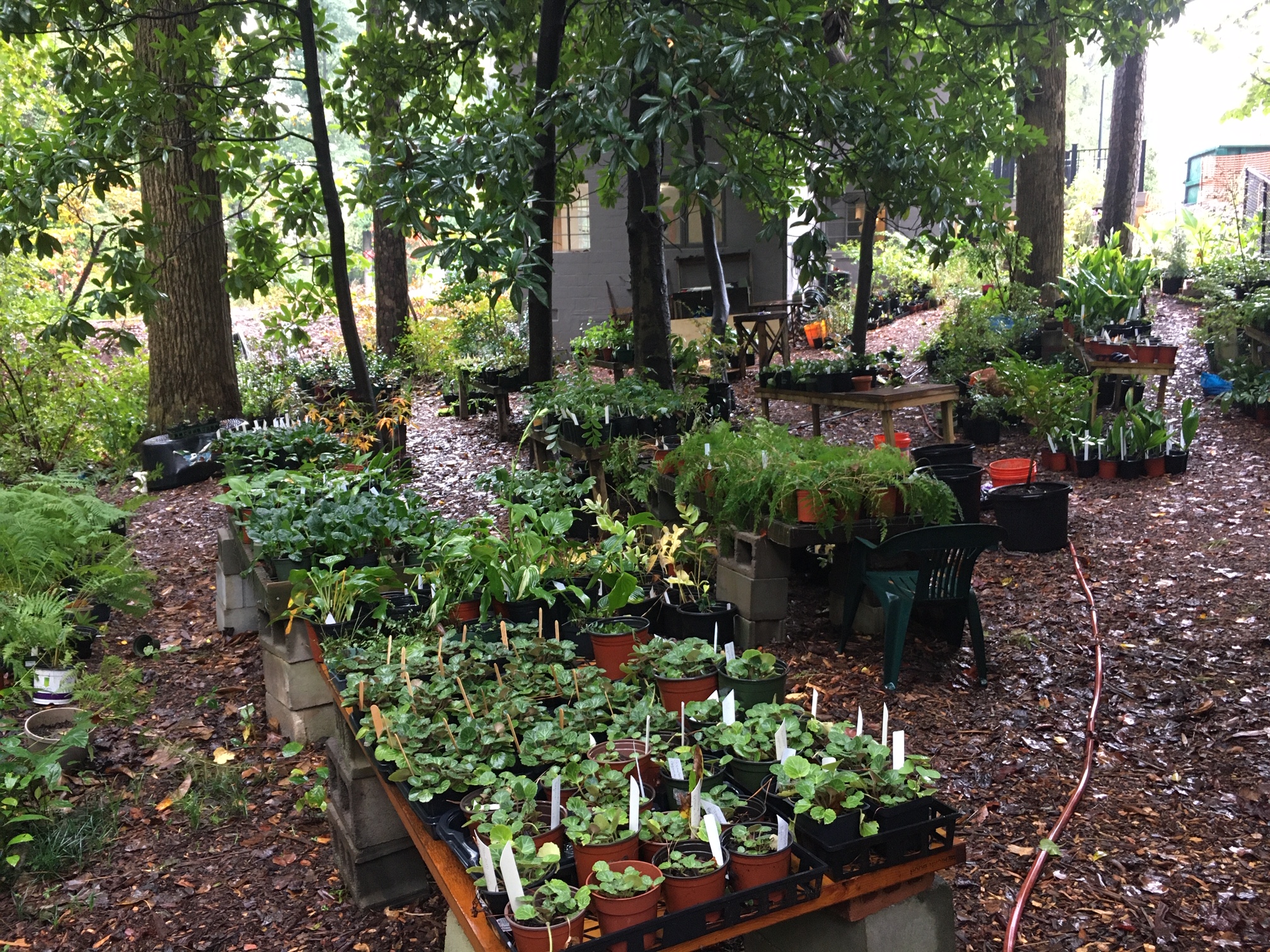 Fall Plant Sale Woodlands Garden